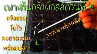 ขั้นตอนการย้ายต้นกล้าผักสลัดลงถาดหลุม​ วันที่5​ ของการเพาะเมล็ดผักสลัด