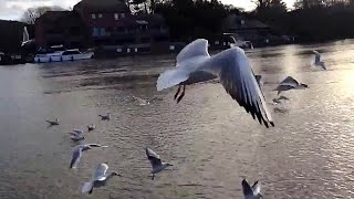 Feeding seagulls and terns near lake during sunset