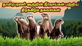 தாமிரபரணி ஆற்றின் நீர்நாய்கள் பற்றிய திடுக்கிடும் தகவல்கள் ! |  The Otters of Tamiraparani .