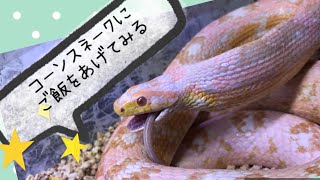 爬虫類捕食シーンシリーズ🐍コーンスネークに餌をあげてみる🐍