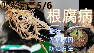 【丽的庭院生活　72】家庭菜园幼苗期最怕的病害，根腐病，怎么防，如何治？