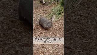 【オーストラリア】タスマニアでかわいい動物たちに出会いました♪