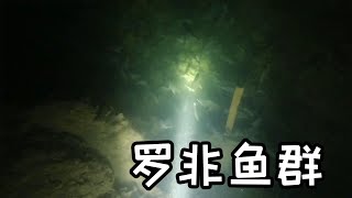 温泉口潜水抓鱼，发现10000条鱼躲在窝里一堆，太壮观太过瘾了【探海老表】