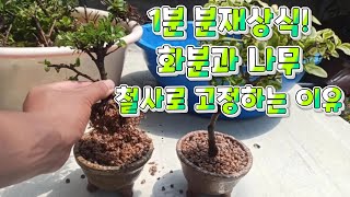 [1분 분재상식] 화분과 나무를 철사로 고정하는 이유 - 새싹분재원TV Sprout Bonsai TV