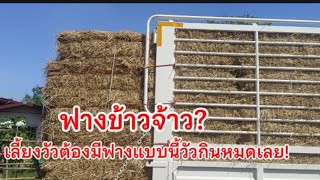 ฟางข้าวจ้าว!เลี้ยงวัวจำเป็นต้องมีฟางแบบนี้วัวกินหมดเลย!