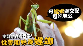 【從零開始養】螳螂!母螳螂邊交配邊吃老公!?怎麼養?螳臂當車居然是真的?Ft.昆蟲擾西 吳沁婕(閃光胎蛾)(紅毛蜘蛛)【許伯簡芝】