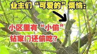 【1818黄金眼】钻进家门还偷吃？ 小区“可爱的”烦恼