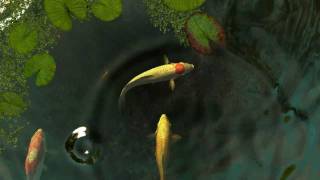 Koi Fish 3D Screensaver Trailer