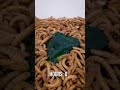 10 000 Mealworms vs. JELL-O