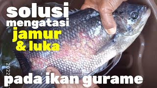 Jamur Minggir...!!! Solusi Merawat Ikan Gurame Terkena Jamur & Luka