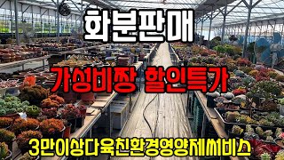 화분판매 가성비짱 010 4499 2456 5만이상무료배송 3만이상다육친환경영양제써비스 주문은 문자로주세요