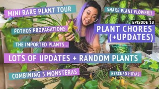 CHAOTIC PLANT UPDATES | pothos, hoyas, imports, repotting rootbound monsteras, brief rare plant tour