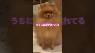 [チビポメのウナ］愛が溢れてる家#ポメラニアンいる家#犬好き#犬がいる家#わんこ#犬のいる暮らし#犬と生活#かわいい動物#ポメ#わんこ動画 #おもしろ動画 #癒し動画 #short #dog