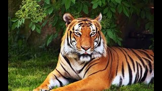 Tiger  ||  India's national animal, புலி || இந்தியாவின் தேசிய விலங்கு