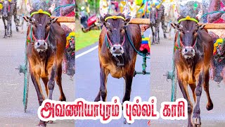 ஸ்டார் காளைகளை நடுங்க வைக்கும் கன்று#அவனியபுரம்| புல்லட் காரி |#கோட்டையூர்கணேசன்#reckla@_kaalaiyan_Editz