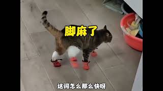 搞笑的宠物 当猫咪穿上了鞋子 太逗了 Funny Pets #猫咪  #pets