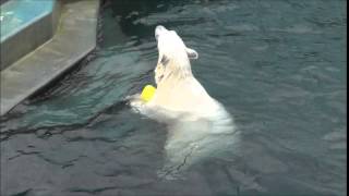 2014年5月18日　釧路市動物園　ホッキョクグマ　ミルク３