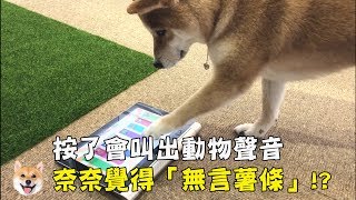 【柴犬Nana(奈奈)】按了會叫出動物的聲音?奈奈覺得無言薯條!?