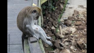 Spatial changes in biomes, habitats and animal migration patterns