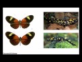 Punctuated Equilibrium 2 - Objections 1