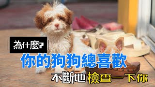 為什麼你的狗狗不斷地檢查你？