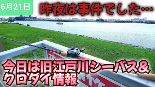 旧江戸川シーバス\u0026クロダイ情報!今日はビッグベイトの竿テスト!メガドッグには何がベストか？　#メガドッグ　#ビッグベイト