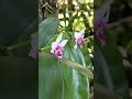 Yang Di cari Orang Anggrek Bulan Borneo/Phalaenopsis Bellina.. Mbahnya Anggrek Bulan Hibrid