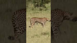 #Wildlife Sightings Today 29/03/22 (Lions, Leopard, etc) | Lalashe Maasai Mara | #shortsafrica