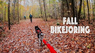 Fall Bikejoring Training - Biking with our dogs in the fall colours