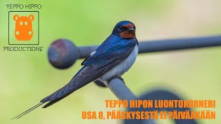 Teppo Hipon Luontokorneri, osa 8, Pääskysestä ei päivääkään