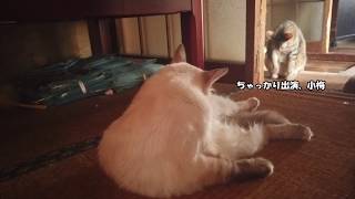 ねこの日常　毛づくろいに夢中