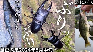 オオクワ産地開拓中なぜかバスを釣ってヒラタ捕獲【昆虫採集2024年】