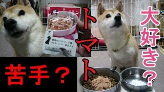 柴犬小春　バリエーションで大興奮？！鶏肉のトマトスープ煮　ASMR　音フェチ