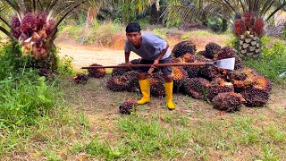 MANTAP JIWA‼️PANEN SAWIT KAMPUNG ROTASI 10 HARI