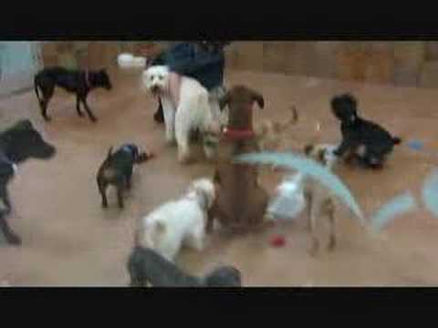 Doggie Day Care - YouTube