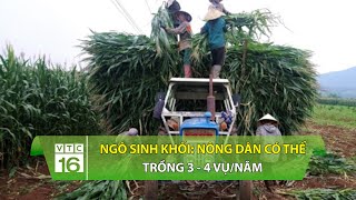 Ngô sinh khối: Nông dân có thể trồng 3 - 4 vụ/năm | VTC16