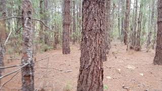 Pinus canariensis - Meribup Arboretum, Muir Highway