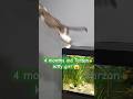 Kitty jumps from the aquarium like Tarzan 😱 #shorts #kitty #cat #funny #crazy #jump #cute #pets #fyp