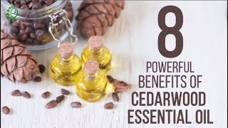 8 Powerful Benefits of Cedarwood Essential Oil For Stress Relief | Organic Facts