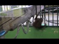 ボルネオオランウータンのハヤト1歳8ヶ月~orangutan