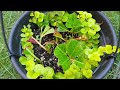 绣球的修剪与扦插，八月插九月成活 Hydrangea pruning and cuttings, August planting and September survival