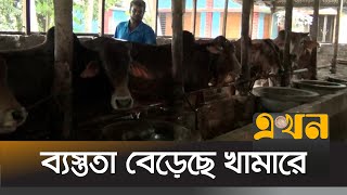 যে কারণে ফরিদপুরের গরুর চাহিদা বেশি | Livestock | Domestic Cows | Faridpur | Ekhon TV