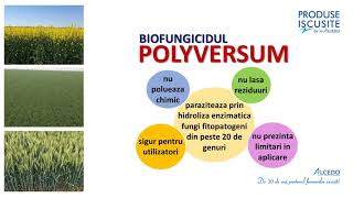 POLYVERSUM