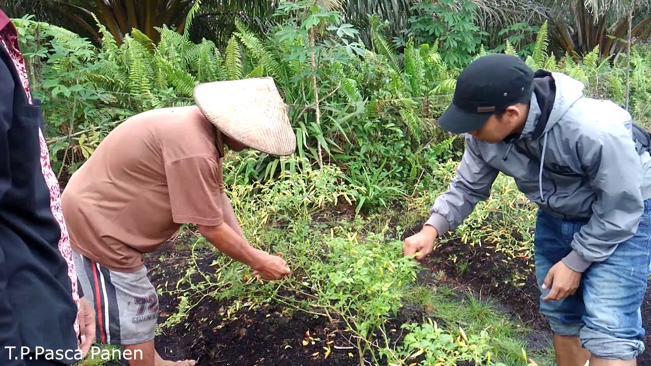 PENANGANAN PASCA PANEN TOMAT - YouTube