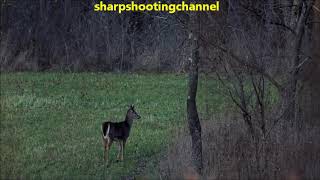 走る鹿を撃つたエゾシカ狩猟・大草原で射止めた。Hit runting  deer away by shotgun Rem,M870 in 70 yds.