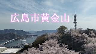 広島市黄金山【桜🌸】2022.4.2