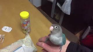 ブルーボタンインコの噛み癖