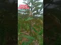 Pucuk baru banyak keluar atau terubus baru di musim kemarau atao panas #yutubeshorts #durian