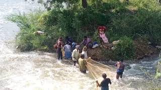 Amazing fish hunting video .BADVEL peddacheruvu