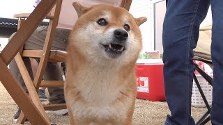 The appearance of the Shiba Inu during the barbecue is more cute than I imagined.